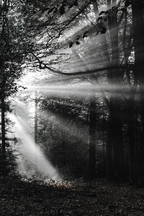 Preview Wallpaper Forest, Rays, Bw Wallpaper