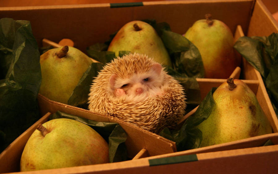 Preview Wallpaper Funny, Box, Hedgehog, Pears Wallpaper