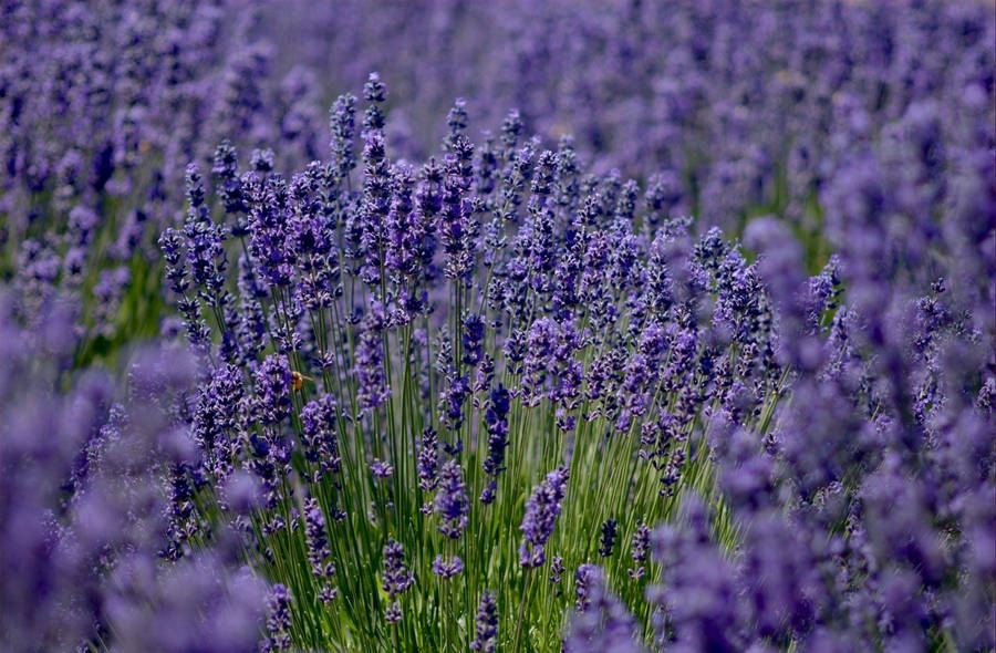 Preview Wallpaper Lavender, Field, Sharpness Wallpaper