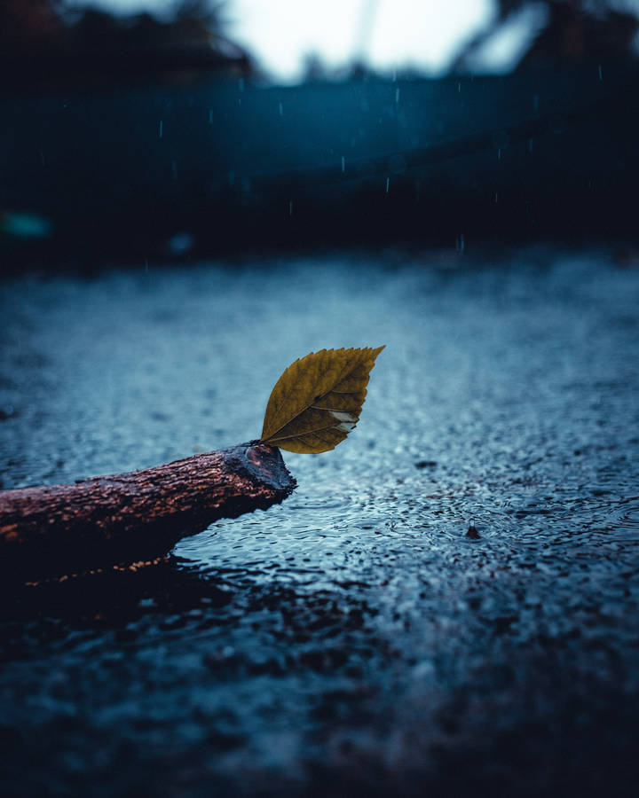 Preview Wallpaper Leaf, Rain, Sad Wallpaper