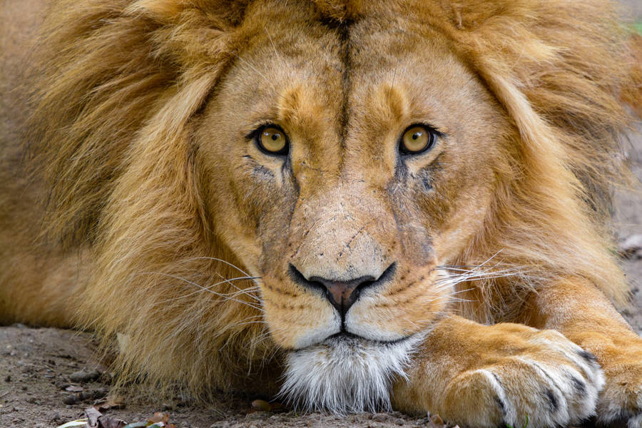 Preview Wallpaper Lion, Muzzle, Glance, King Of Beasts, Predator, Wildlife Wallpaper