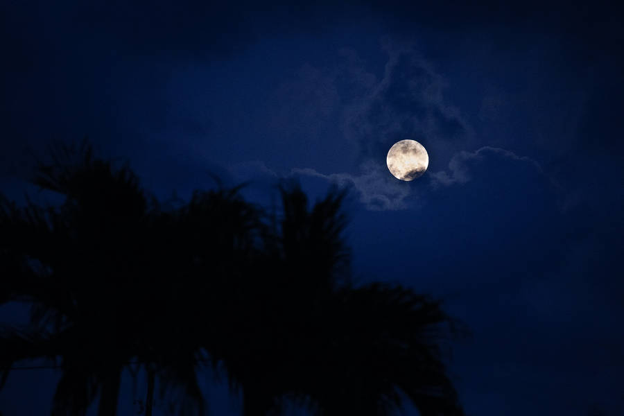 Preview Wallpaper Moon, Night, Palm Wallpaper