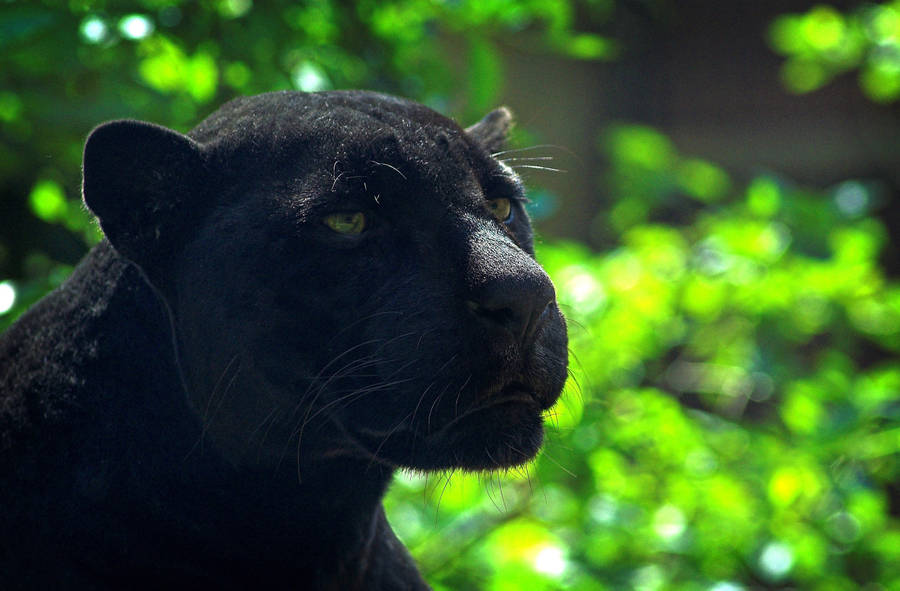 Preview Wallpaper Panther, Predator, Face, Glare, Black Wallpaper