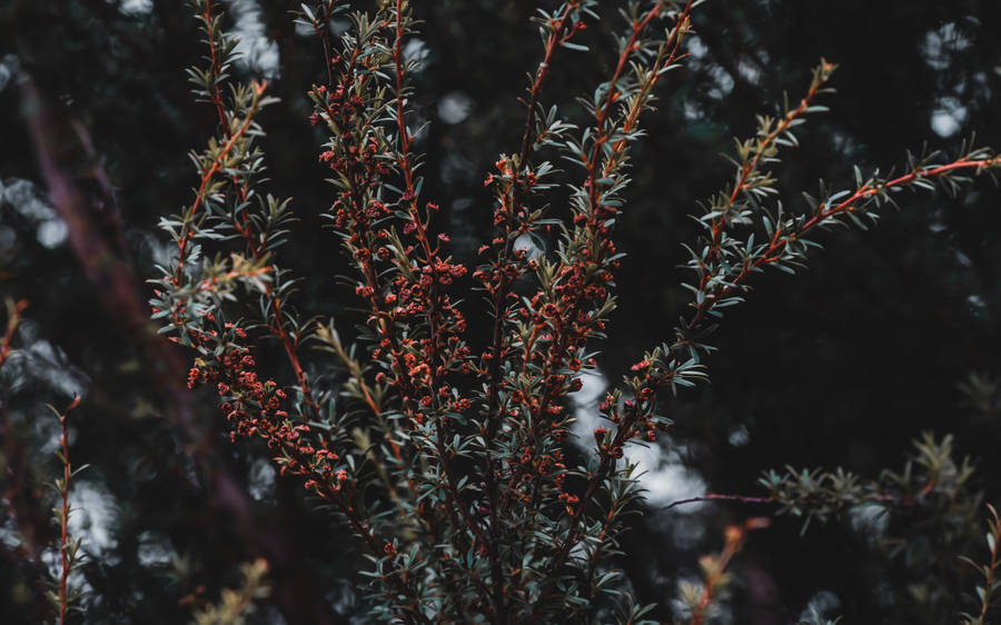 Preview Wallpaper Plant, Bush, Branches Wallpaper