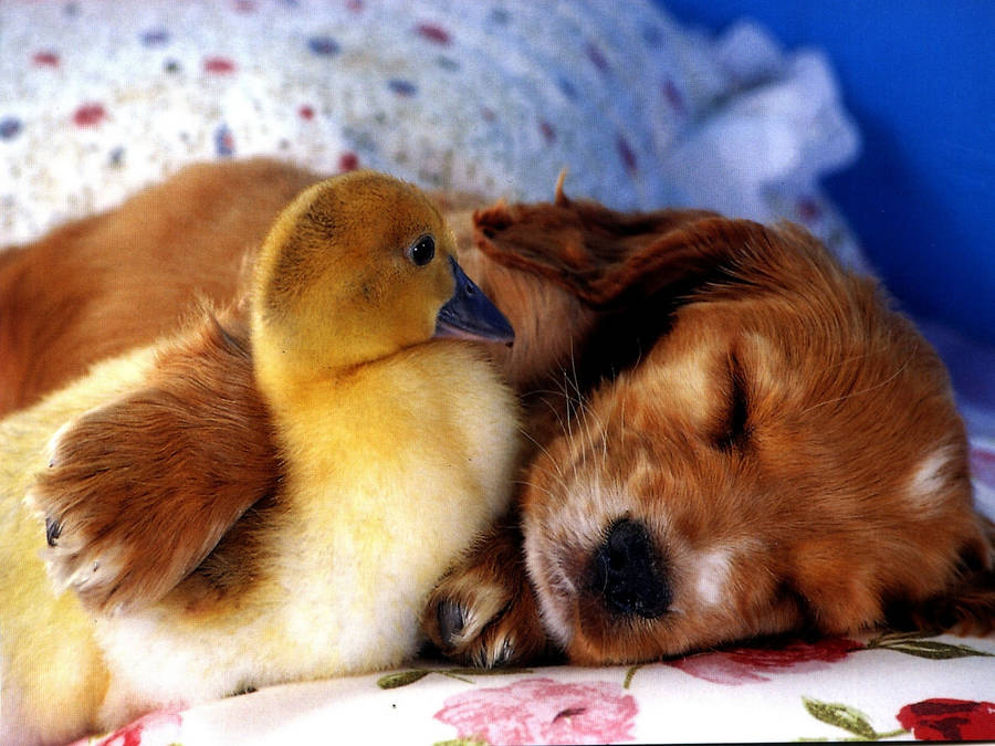 Preview Wallpaper Puppy, Duckling, Friends Wallpaper