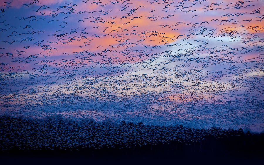 Preview Wallpaper Saint Francois, Quebec, Canada, Bird, Flock, Flying Wallpaper