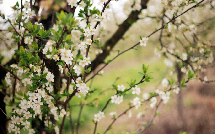 Preview Wallpaper Spring, Flowering, Cherry, Garden Wallpaper