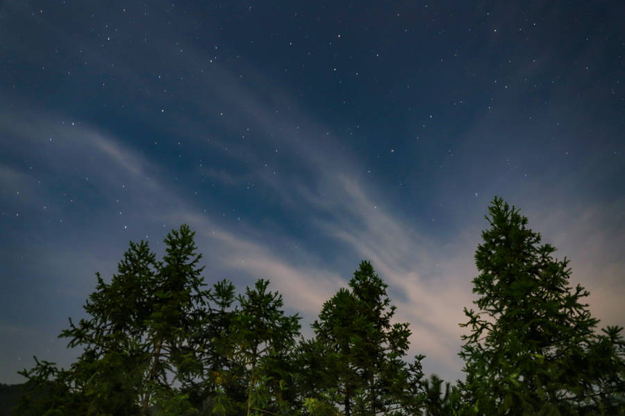 Preview Wallpaper Starry Sky, Trees, Sky Wallpaper