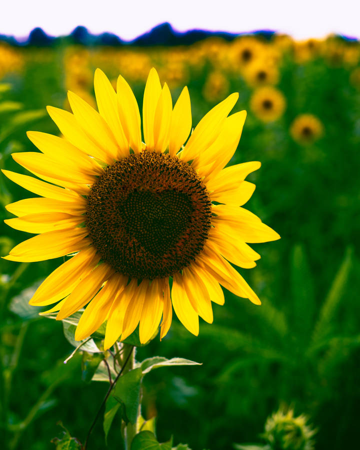 Preview Wallpaper Sunflower, Heart, Bloom, Flower Wallpaper