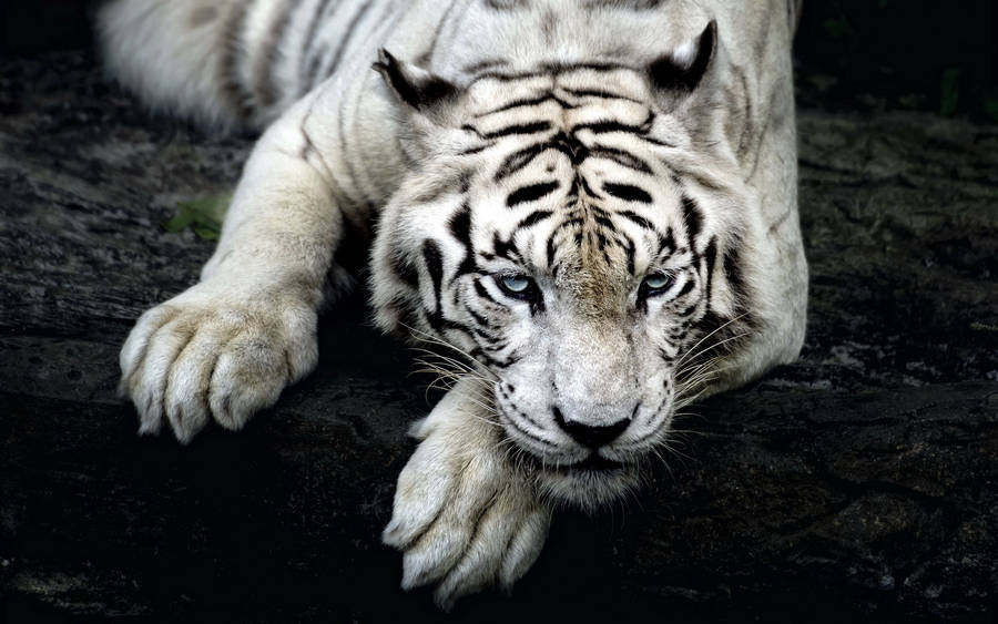 Preview Wallpaper Tiger, Albino, Lie, Muzzle Wallpaper