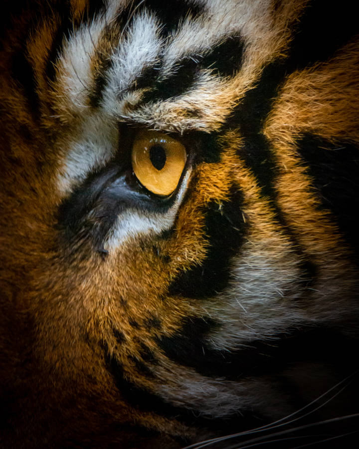 Preview Wallpaper Tiger, Eye, Macro Wallpaper