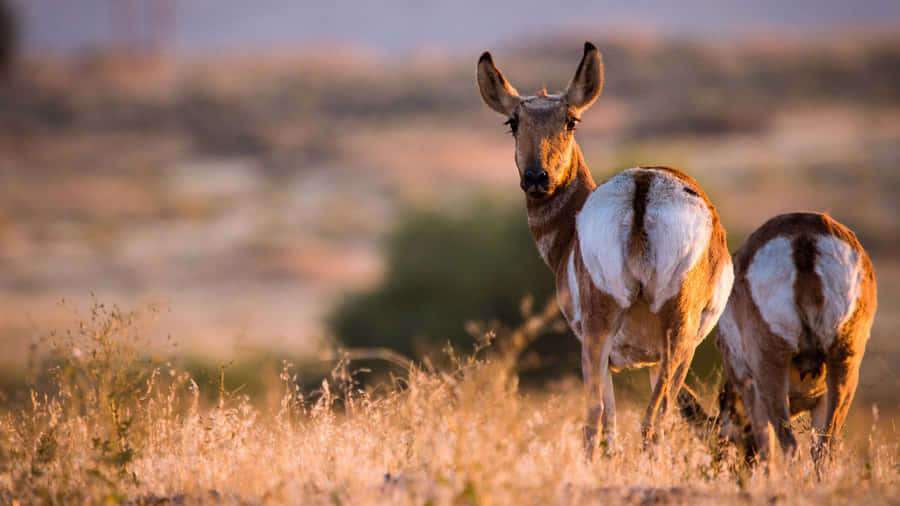 Pronghorns Grazing In Great Plain 4k Monitor Wallpaper