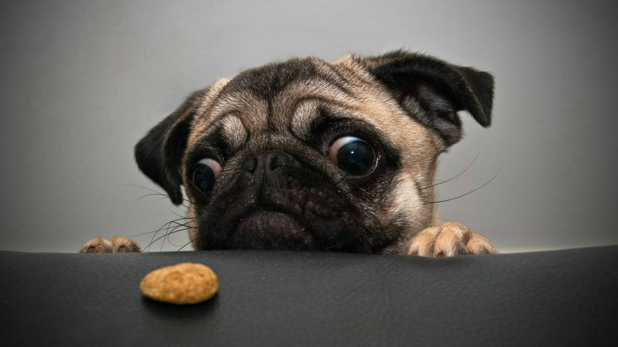 Pug Crazy For Treat Wallpaper