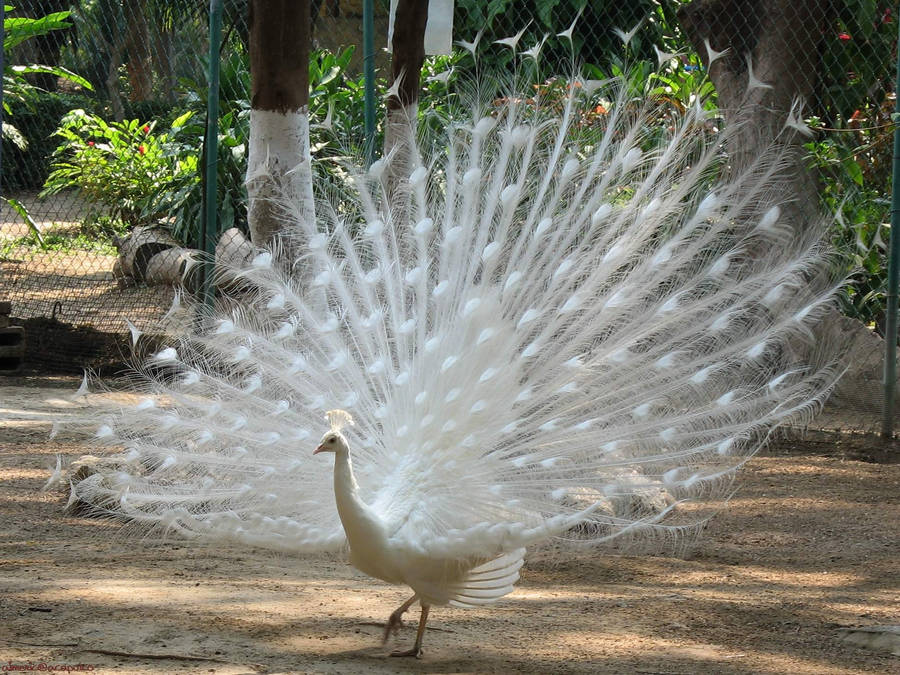 Pure White Peacock Wallpaper
