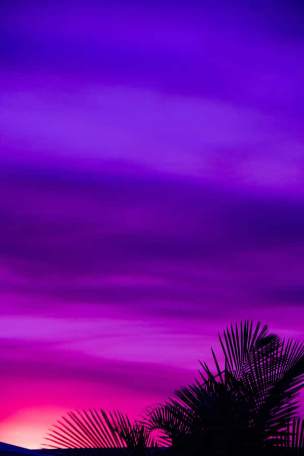 Purple And Pink Sunset With Palm Trees Wallpaper