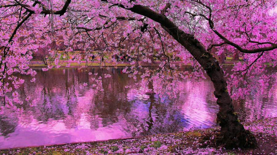 Purple Cool Japanese Tree Wallpaper