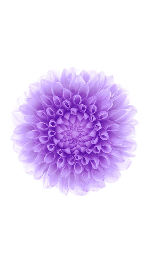 Purple Flower Ios 6 Wallpaper