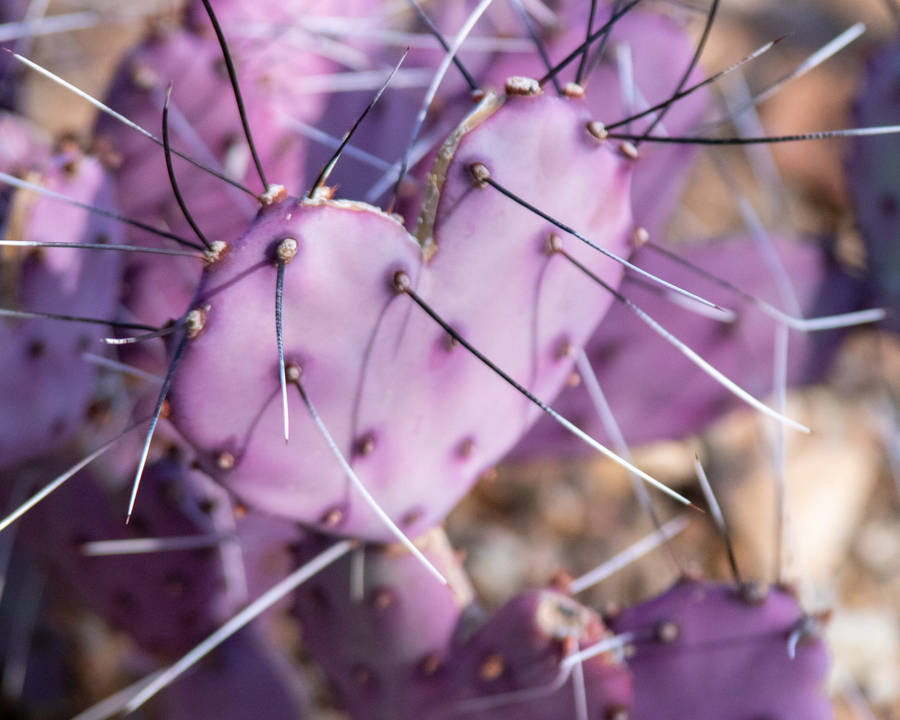 Purple Heart Cookies And Spines Wallpaper