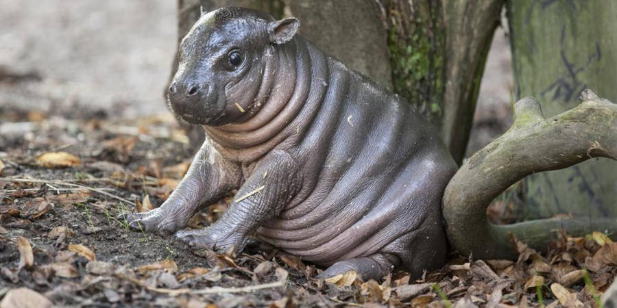 Pygmy Hippopotamus With Dried Leaves Wallpaper
