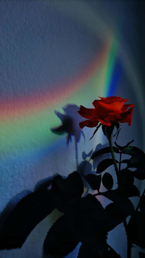 Rainbow Flower Iphone Rose Light Effect Wallpaper