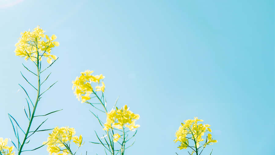 Rapeseed Blossoming In Yellow Aesthetic Flower Desktop Wallpaper