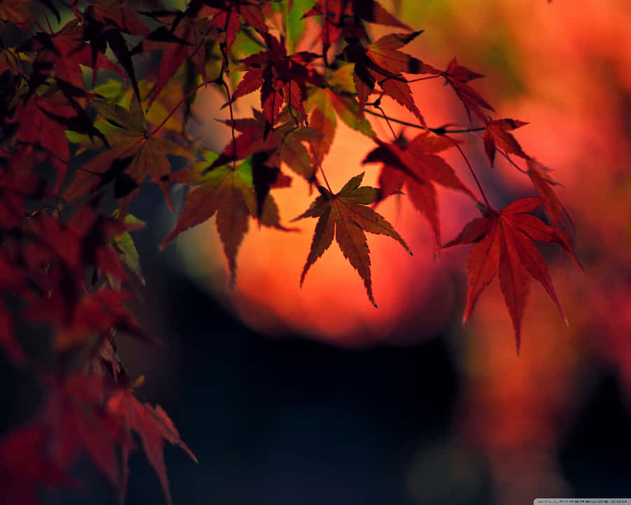 Red And White Japanese Symbol Wallpaper