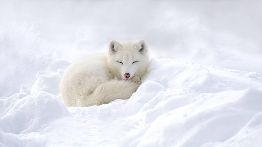 Red-nosed White Fox Wallpaper