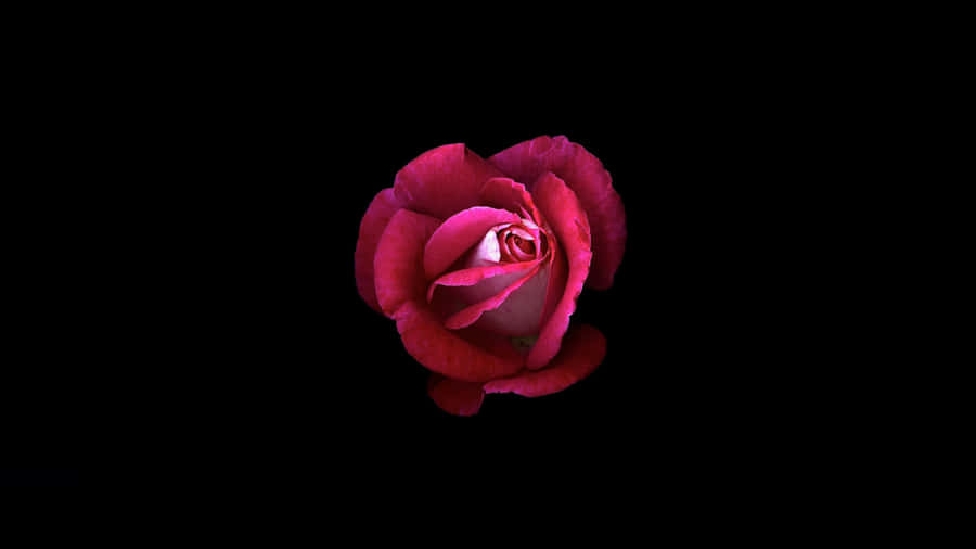Red Rose Black Background4 K Wallpaper