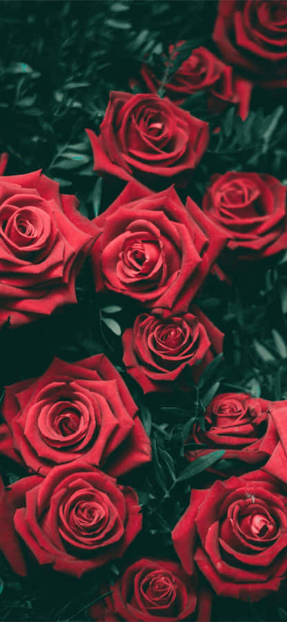 Red Roses In A Dark Background Wallpaper