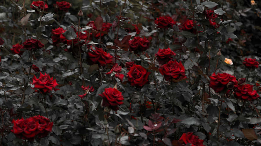 Red Roses Laptop Bed Of Roses Wallpaper