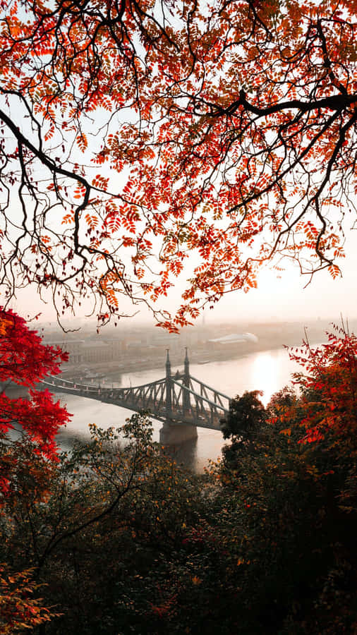 Red Tree During Early Fall Wallpaper