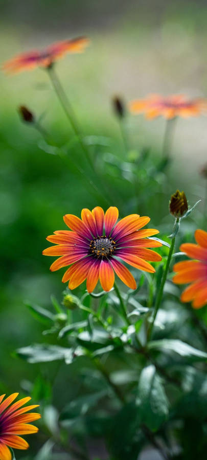 Redmi Note 10 Capturing The Beauty Of An African Daisy Wallpaper