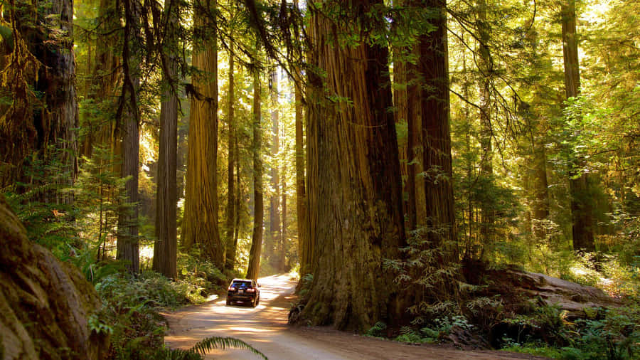Redwood National Park Dirt Road Wallpaper
