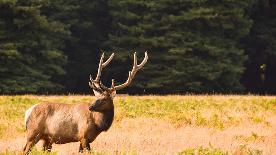 Redwood National Park Tule Elk Wallpaper