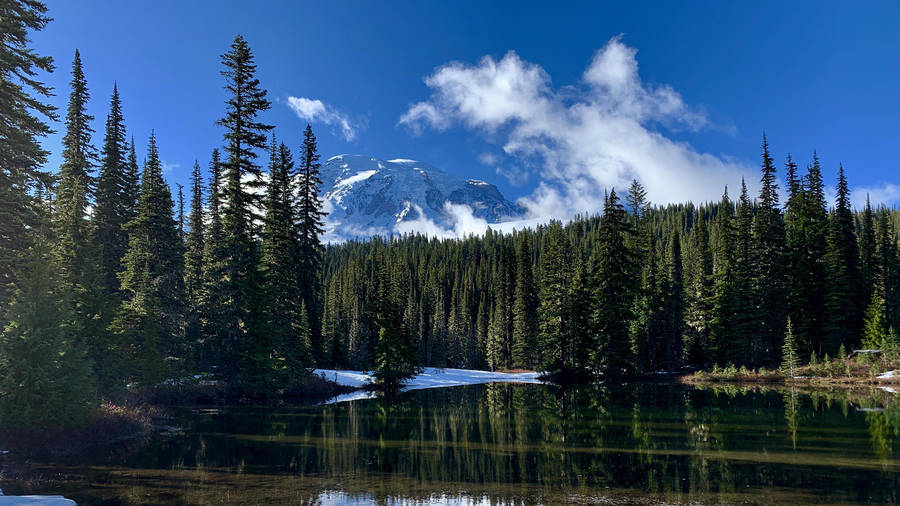 Reflection Forest Lake Wallpaper