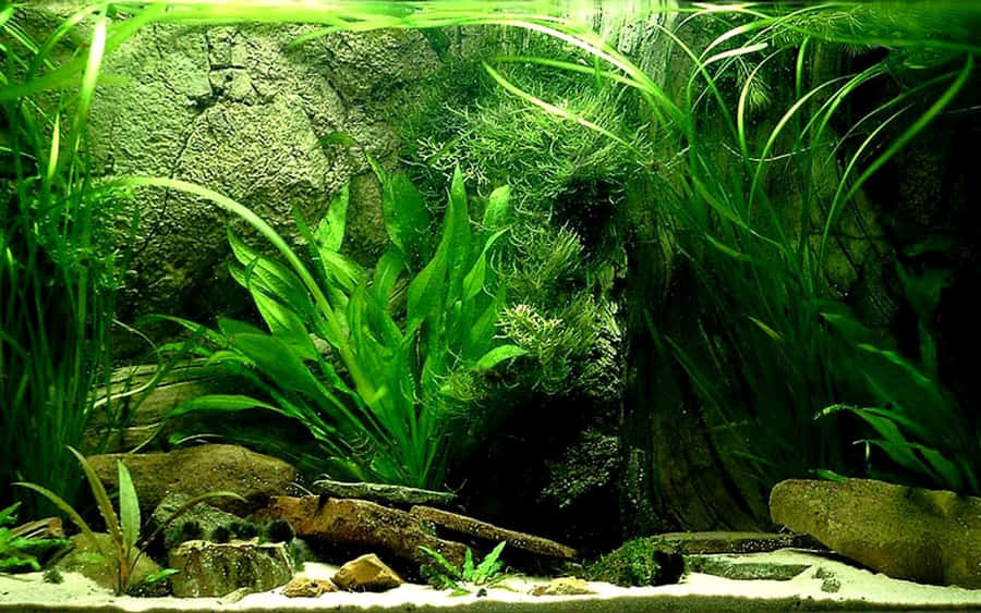 Relax And Watch The Colorful Aquarium Fish Tank Wallpaper