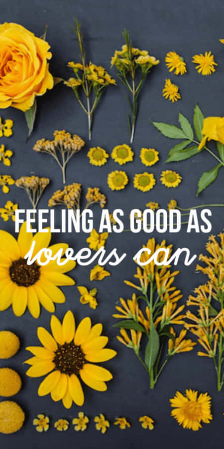 Resting By A Field Of Sunflowers Wallpaper