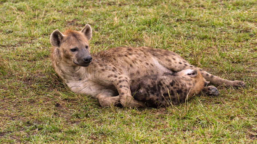 Resting Spotted Hyena.jpg Wallpaper