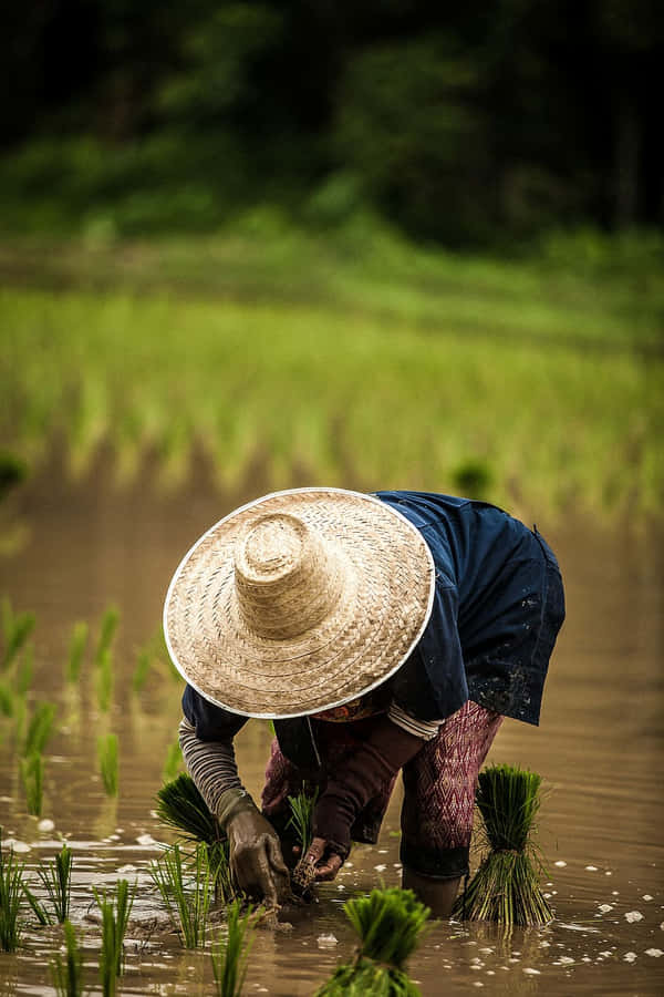 Rice_ Farmer_at_ Work.jpg Wallpaper