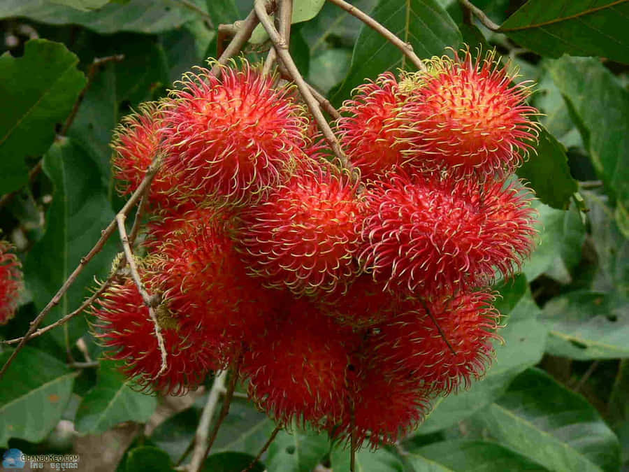 Ripe Fruit Of Pulasan Tree Wallpaper