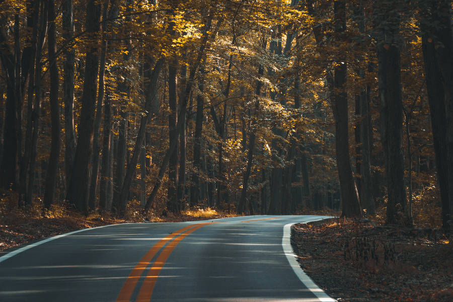 Road In Brown Forest Wallpaper