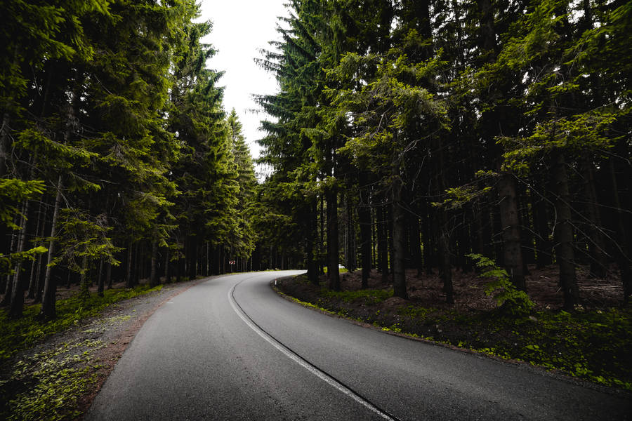 Road Surrounded By Dark Forest Iphone Wallpaper