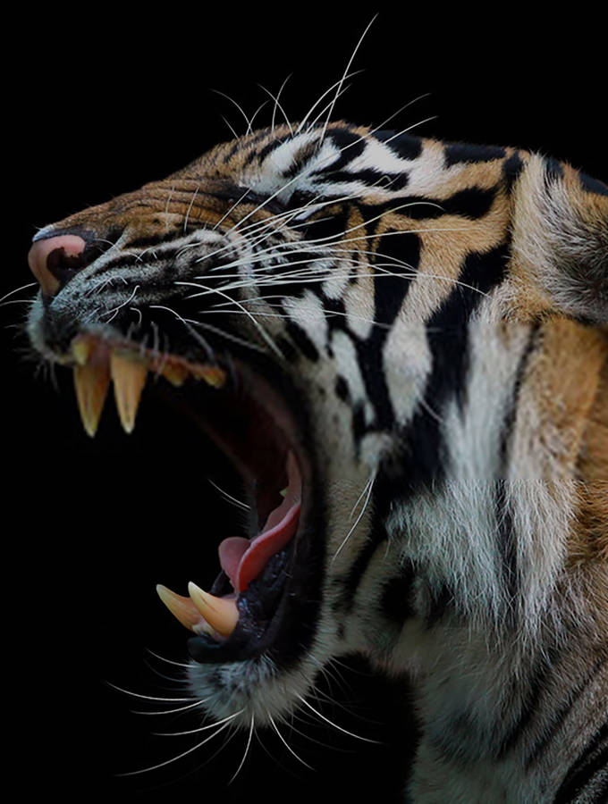 Roaring Angry Tiger Side Profile Wallpaper