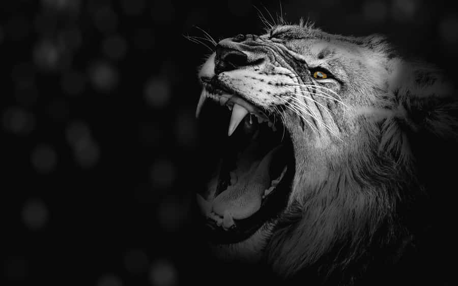 Roaring Black And White Lion Wallpaper