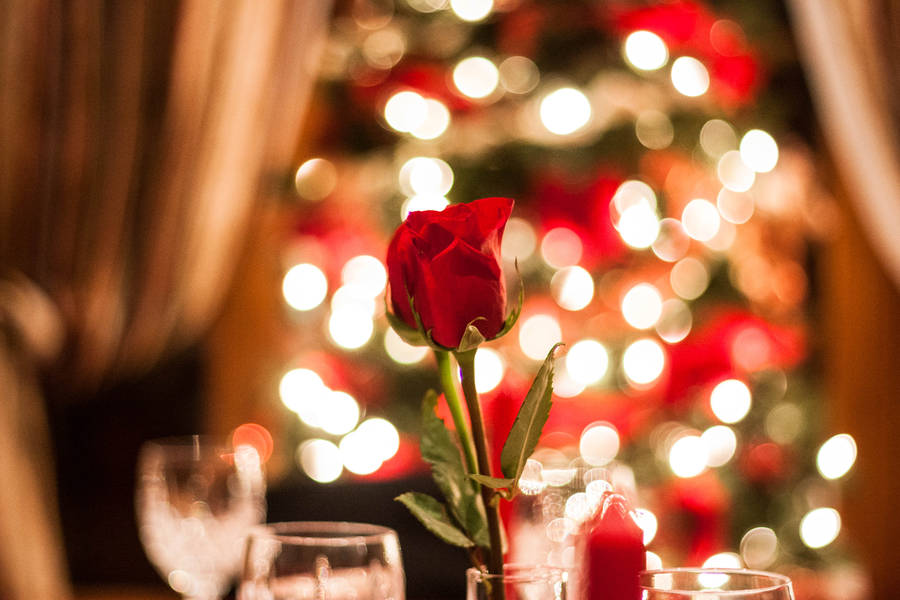 Romantic Rose During Christmas Wallpaper