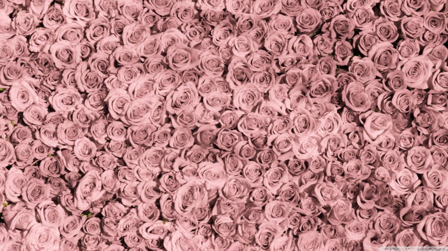 Rose Gold Aesthetic Desktop Design Wallpaper