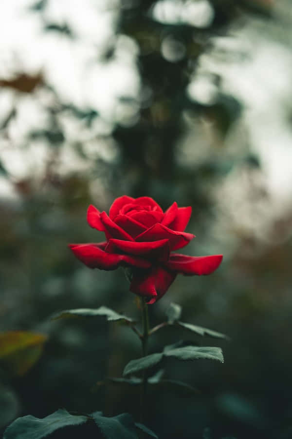 Rose In A Close-up. Wallpaper