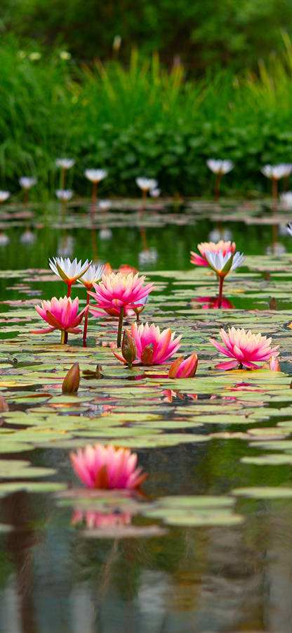 Sacred Lotus Pond Aesthetic Wallpaper