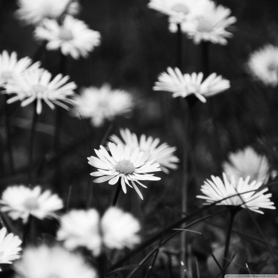 Sad Flowers Photography Wallpaper