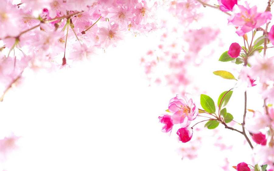 Sakura Tree Defocused Shot Wallpaper